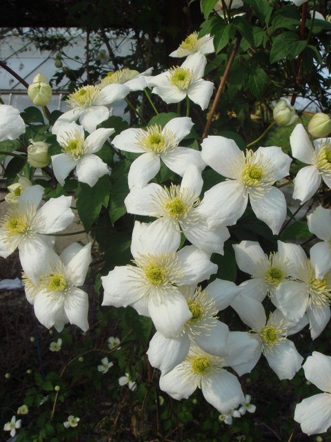 Clematis spooneri